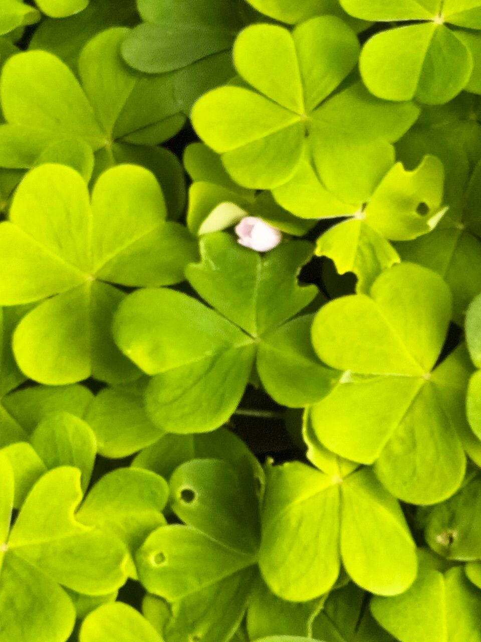 Oxalis oregana leaf