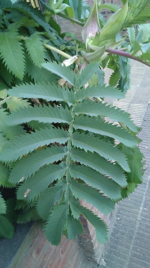Melianthus major leaf
