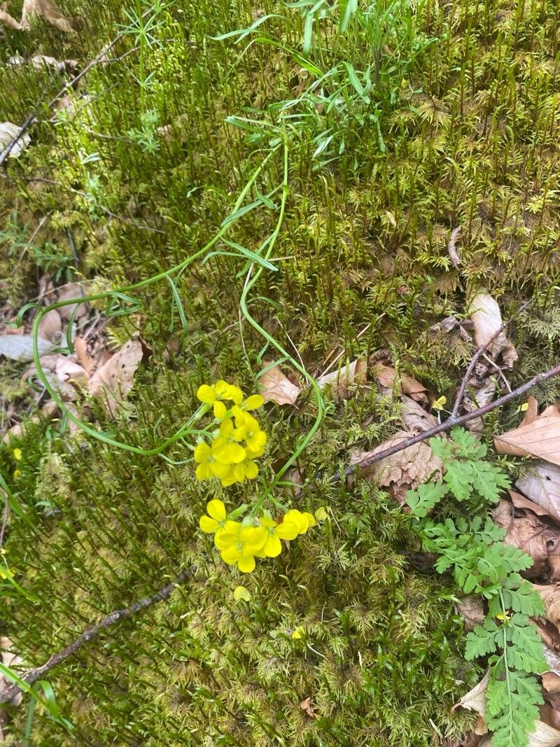 Erysimum linariifolium — houseplant care guide