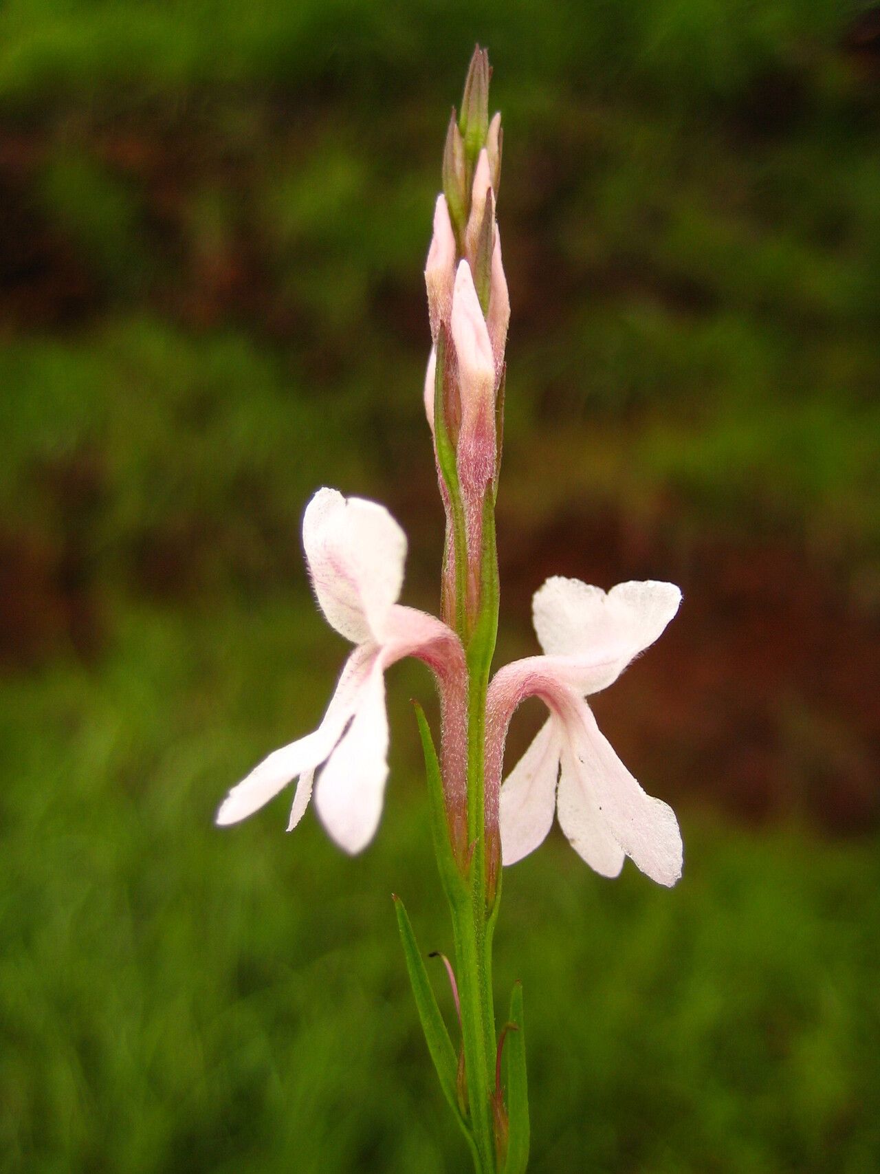 Striga aequinoctialis — related species from the same genus