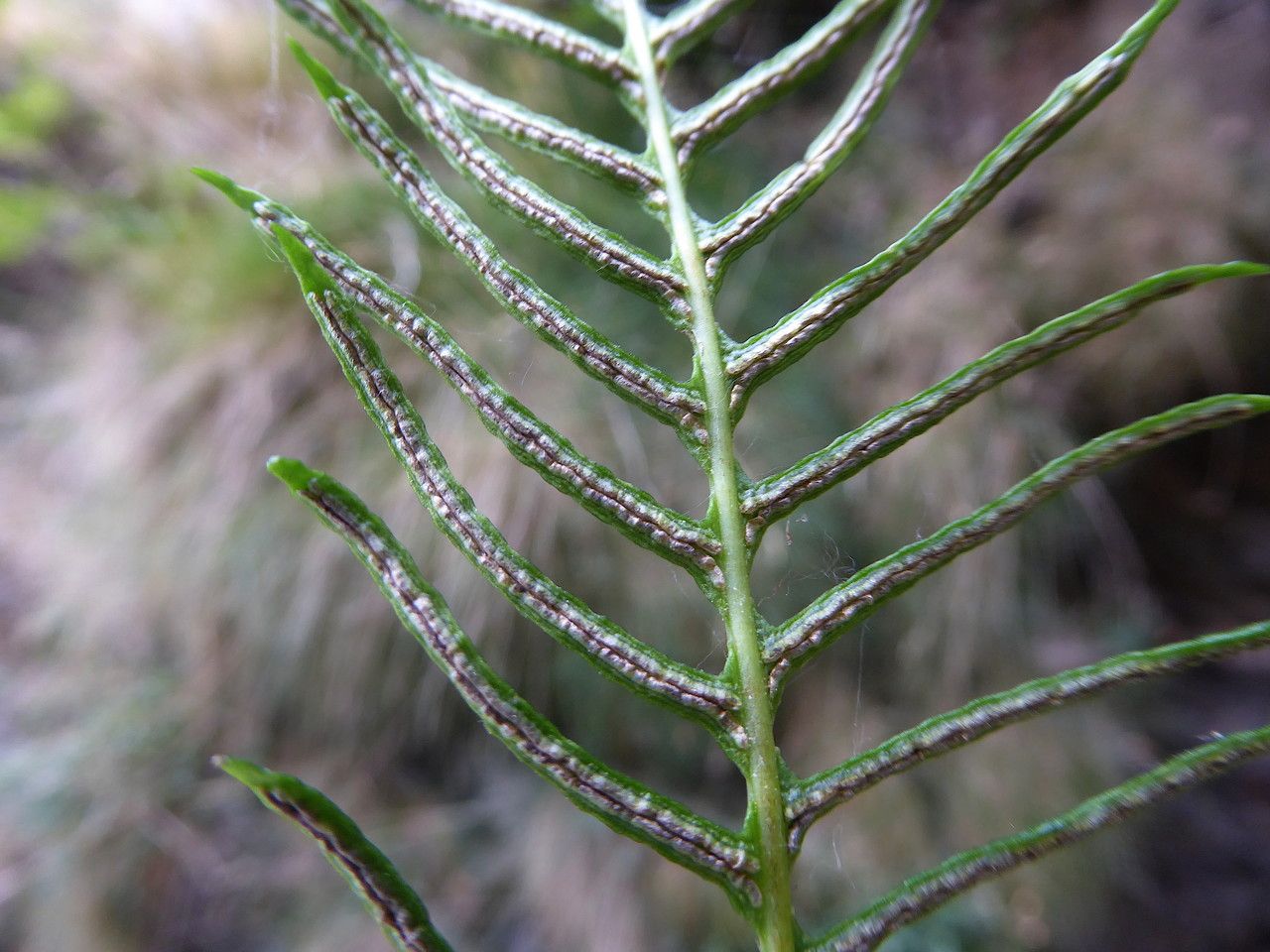 Blechnum spicant fruit