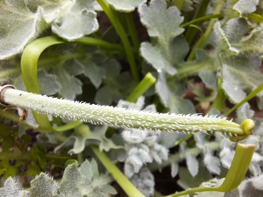 Glaucium flavum fruit
