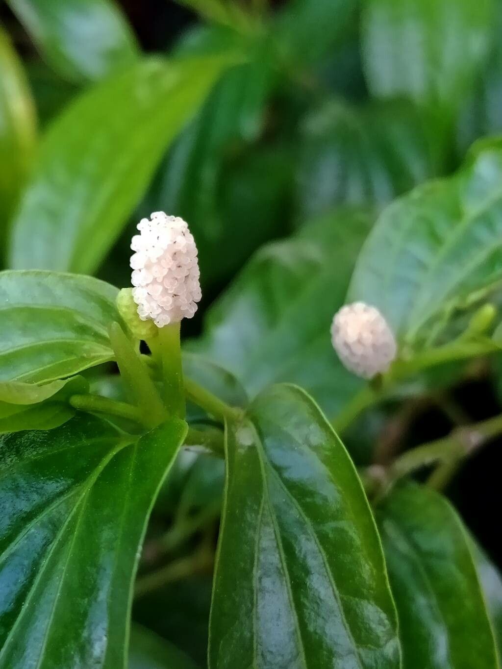 Piper sarmentosum flower
