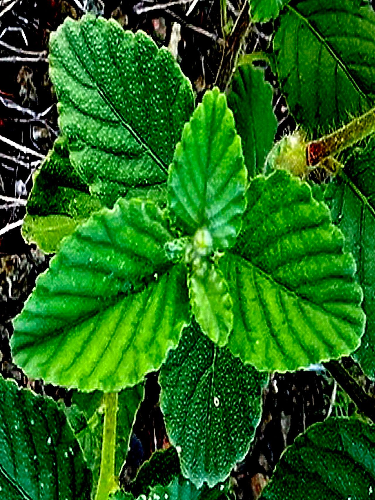 Piriqueta racemosa — related species from the same genus