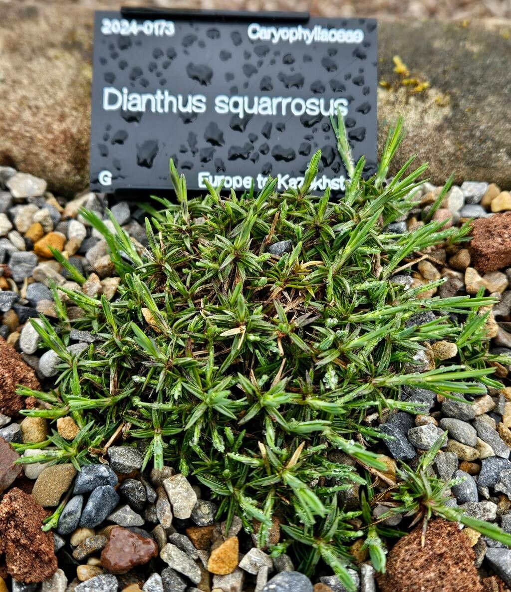 Dianthus squarrosus habit