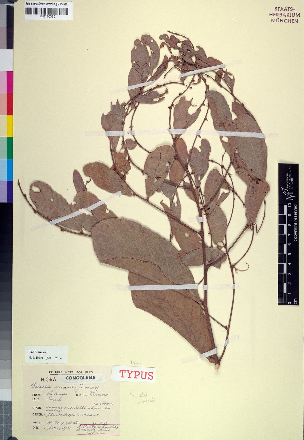 Bridelia eranalis — houseplant care guide