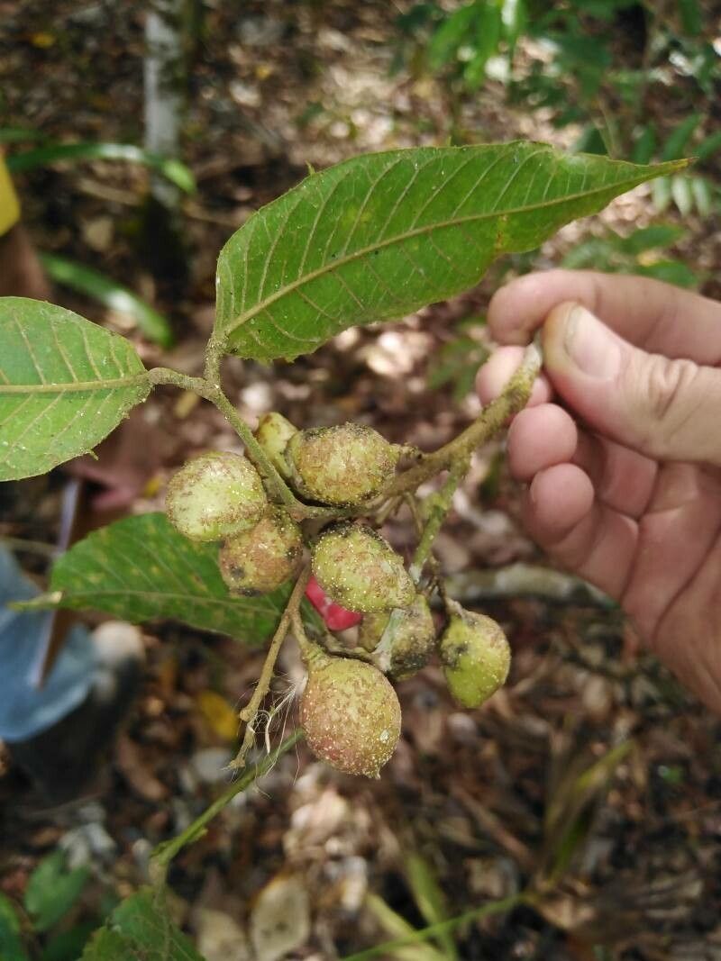 Protium confusum fruit