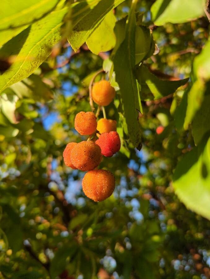 Arbutus menziesii fruit
