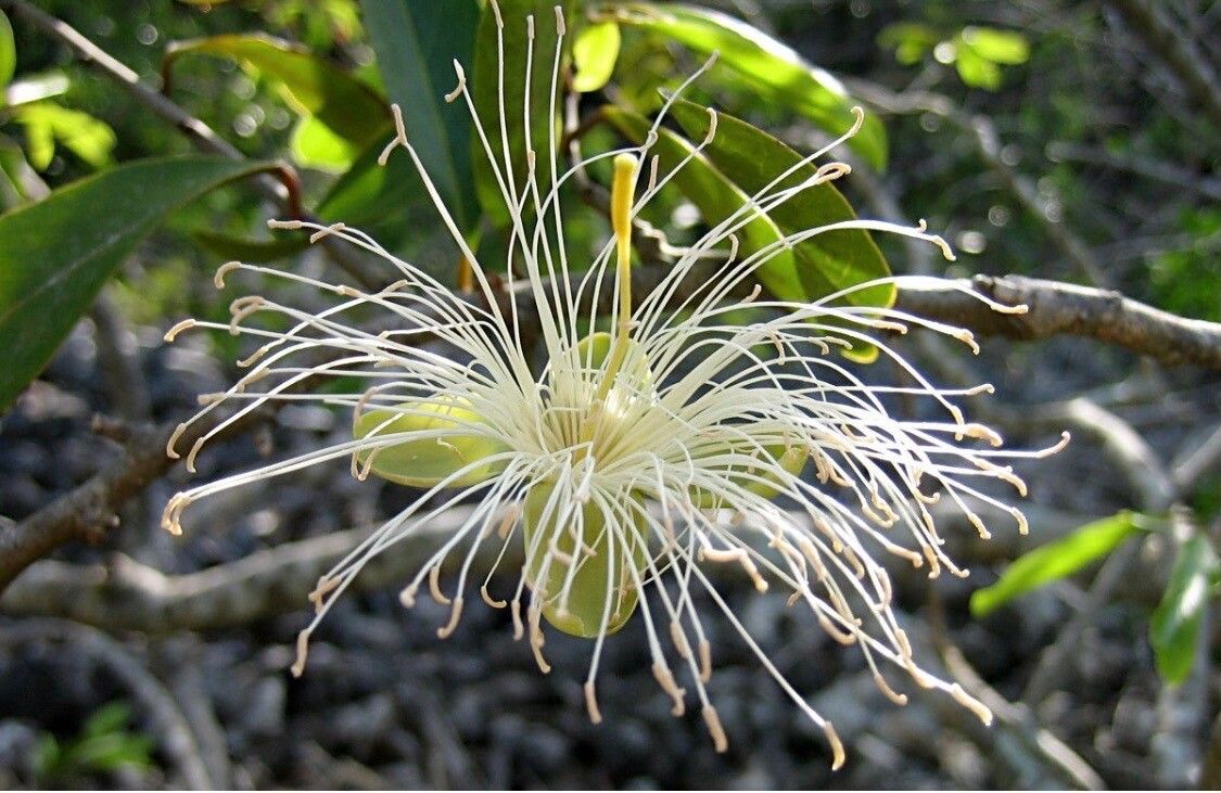 Cynophalla flexuosa flower
