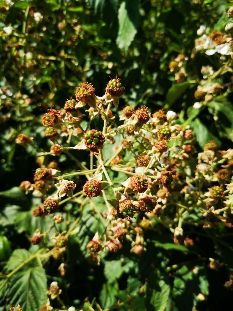 Rubus canescens fruit
