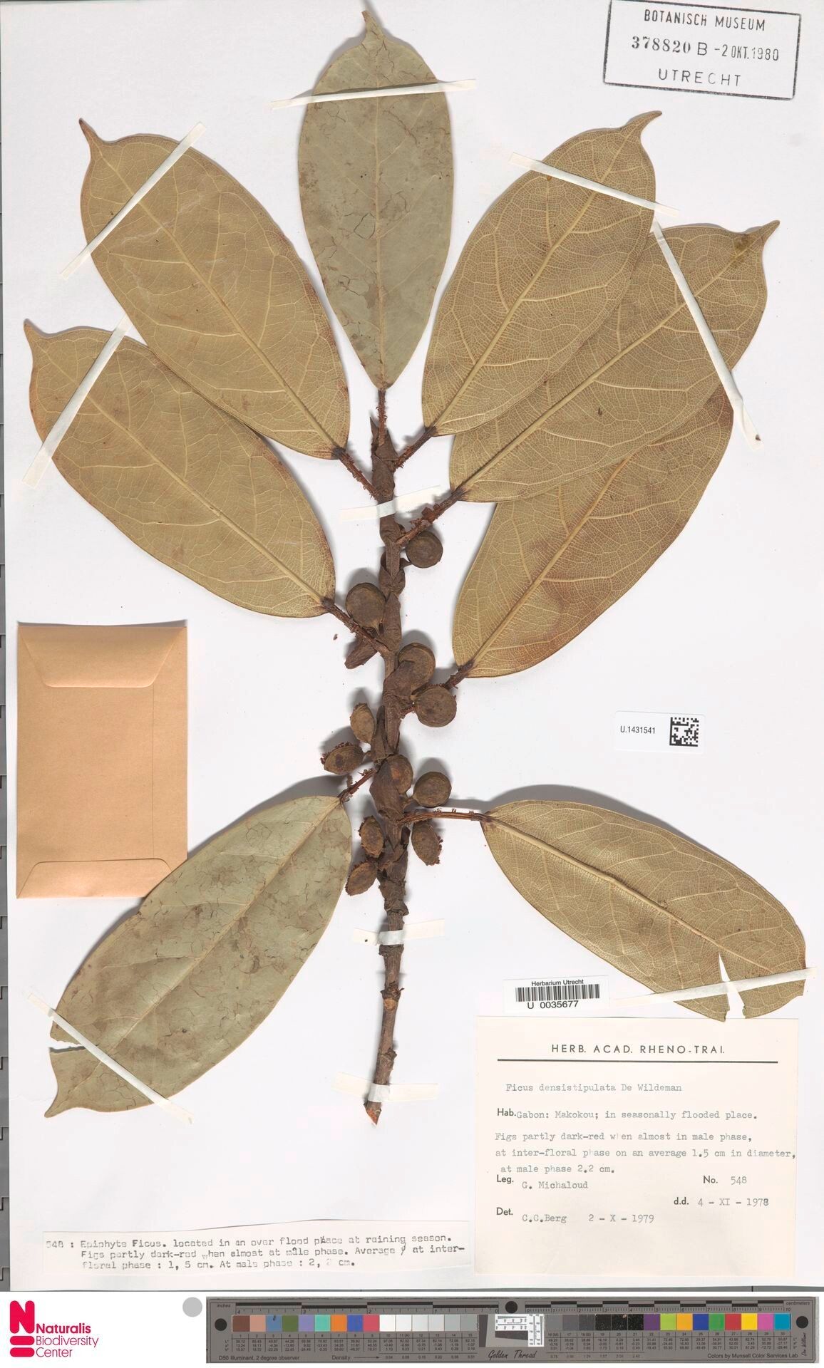 Ficus densistipulata — houseplant care guide