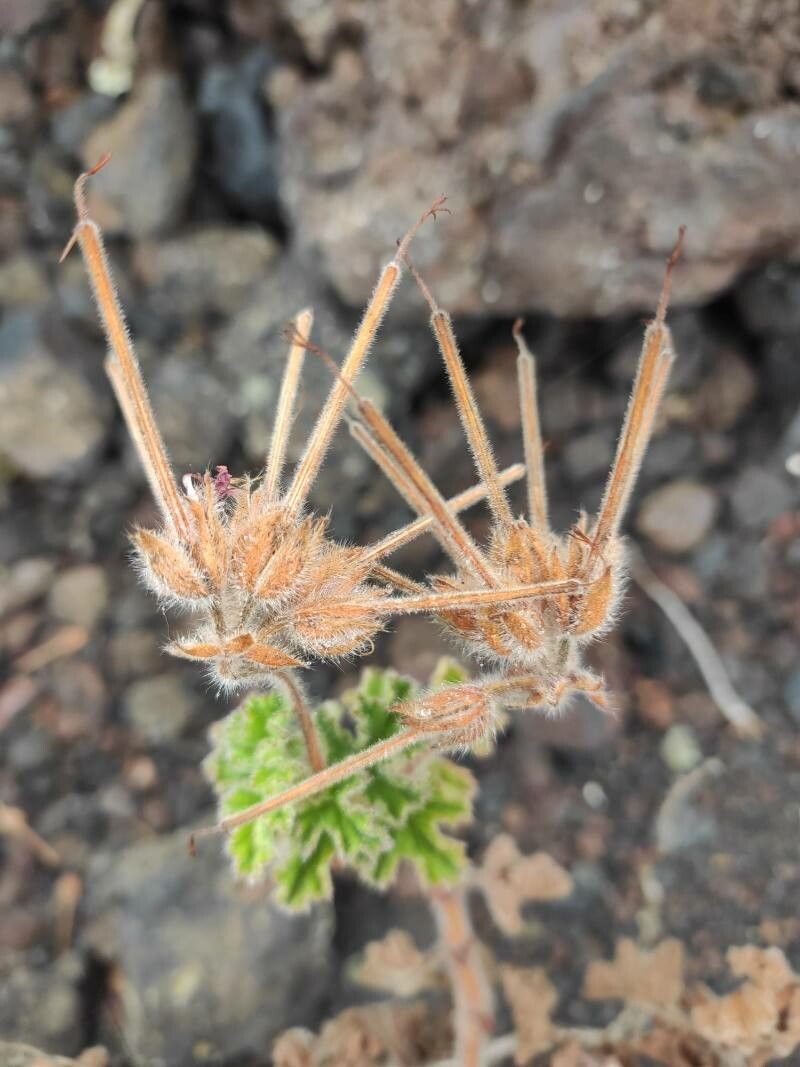 Pelargonium capitatum fruit