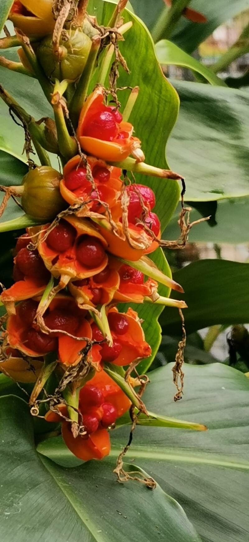 Roscoea praecox fruit