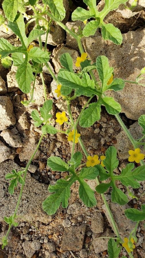 Cucumis anguria flower