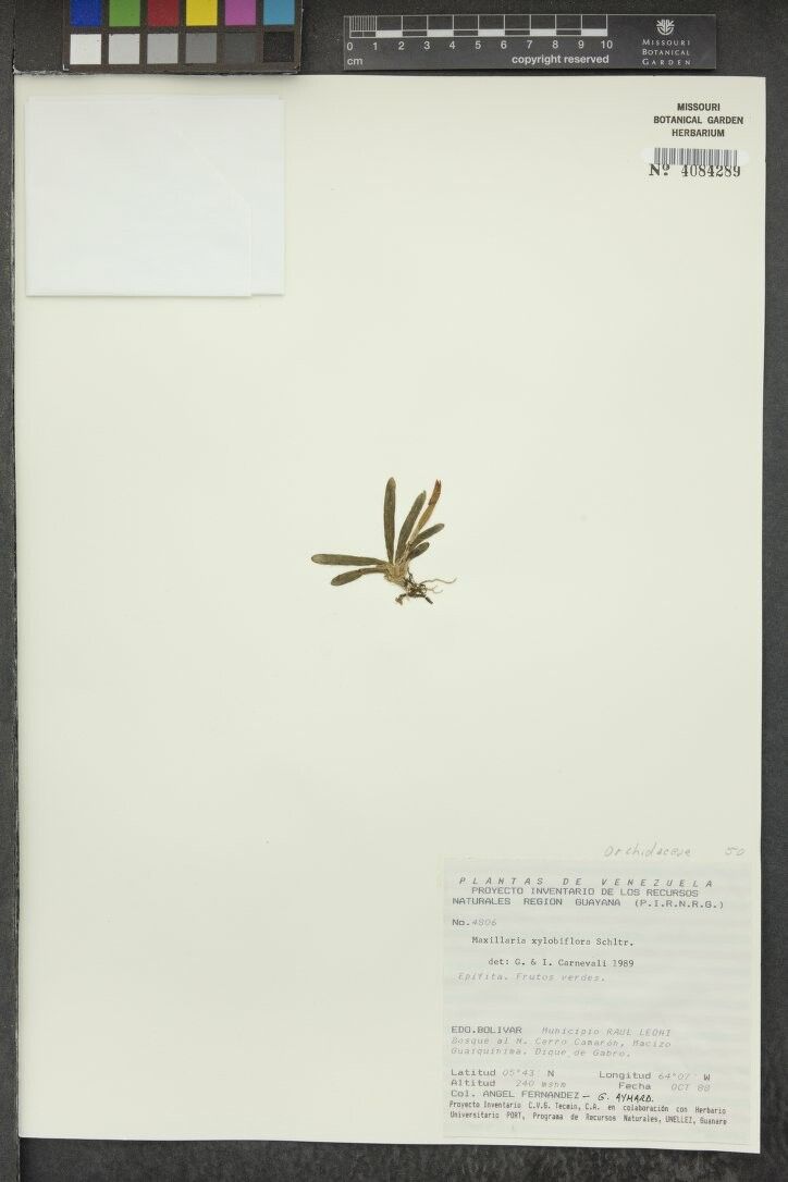 Maxillaria xylobiiflora — houseplant care guide