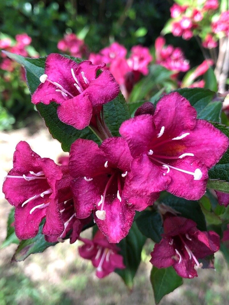 Weigela hortensis flower