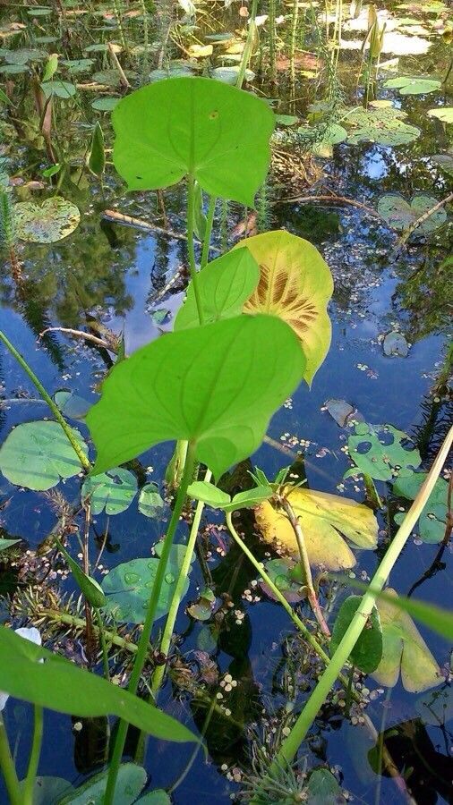 Sagittaria latifolia leaf