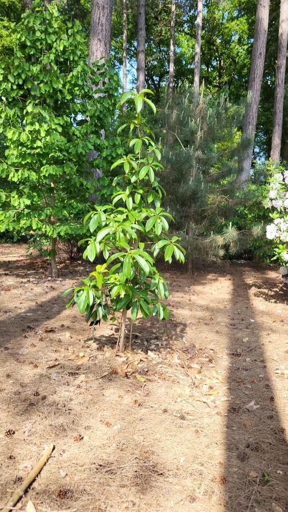 Magnolia conifera habit