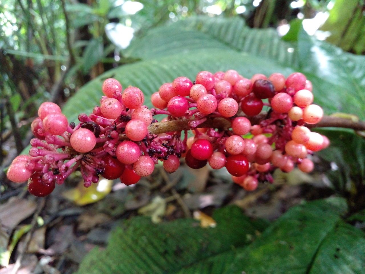 Ardisia wedelii fruit