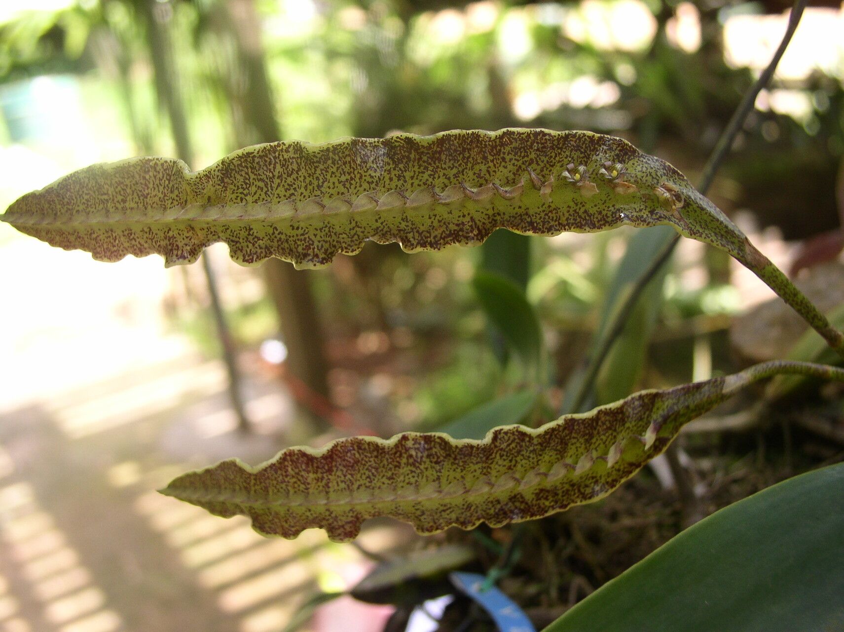 Bulbophyllum maximum flower