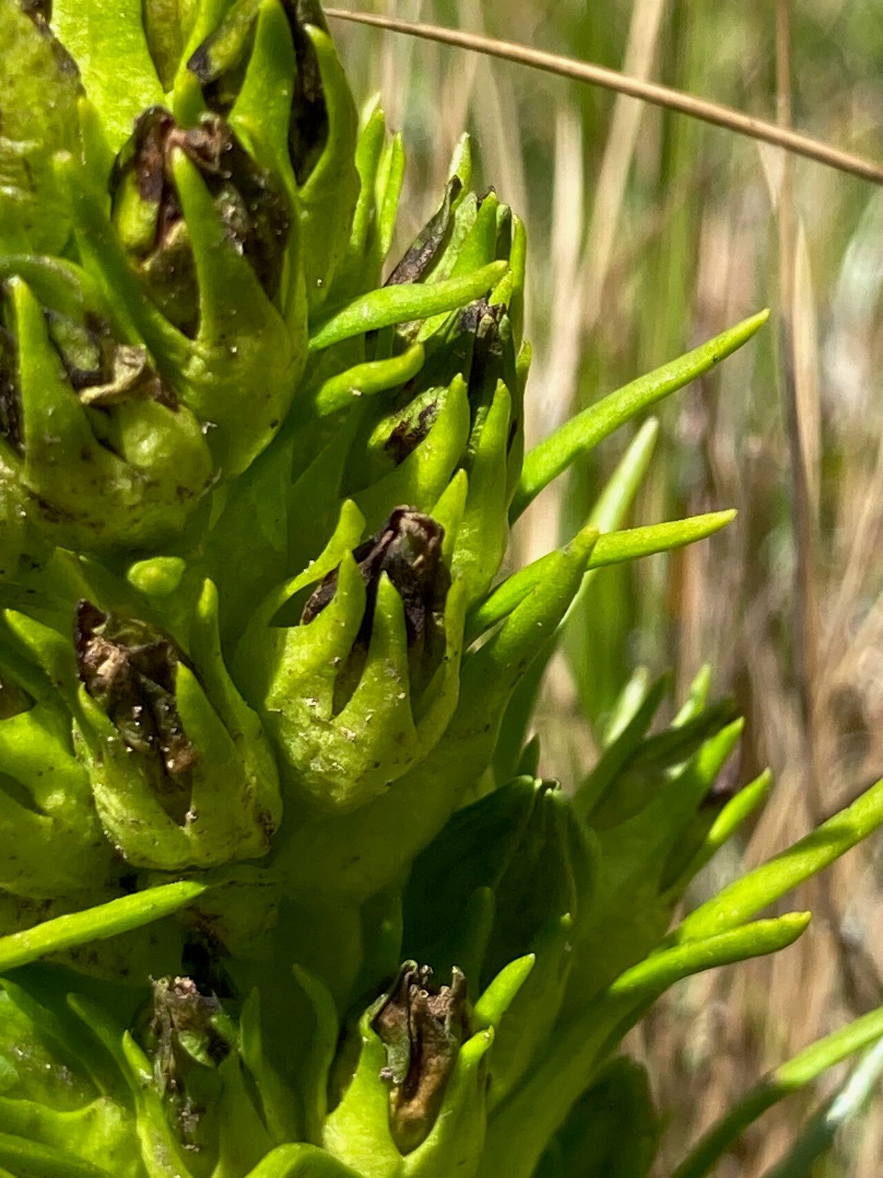 Gentianella thyrsoidea fruit