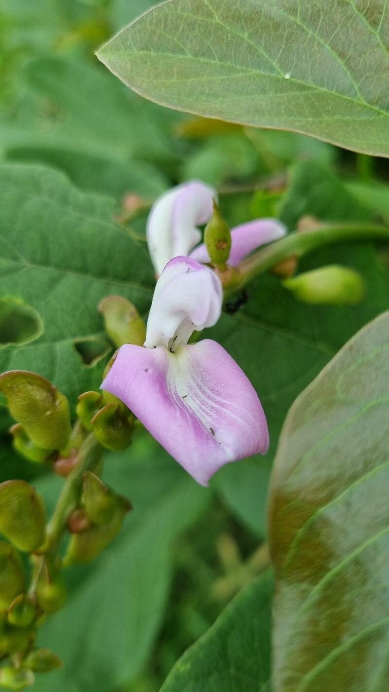 Canavalia ensiformis flower
