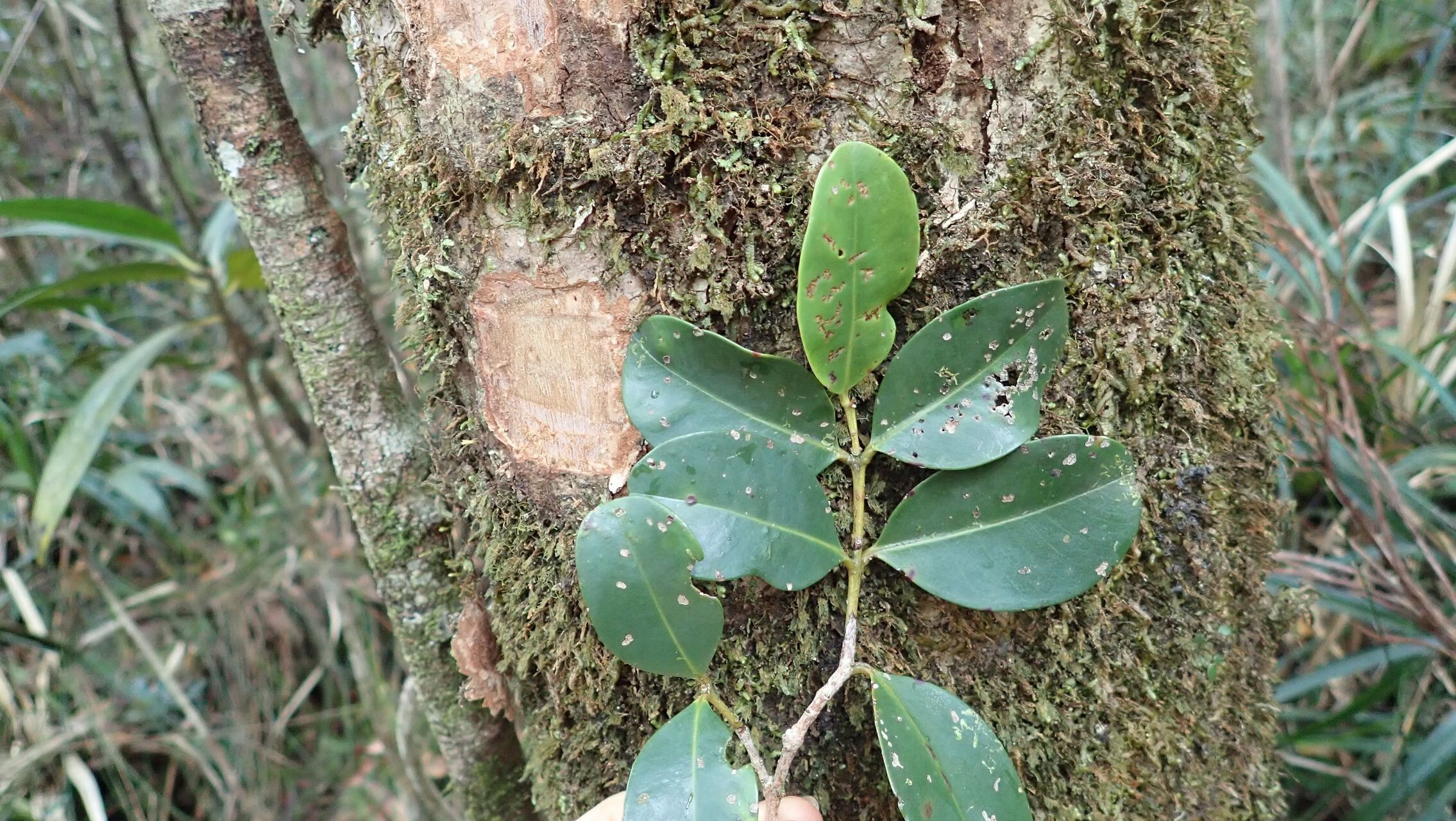 Syzygium mouanum leaf