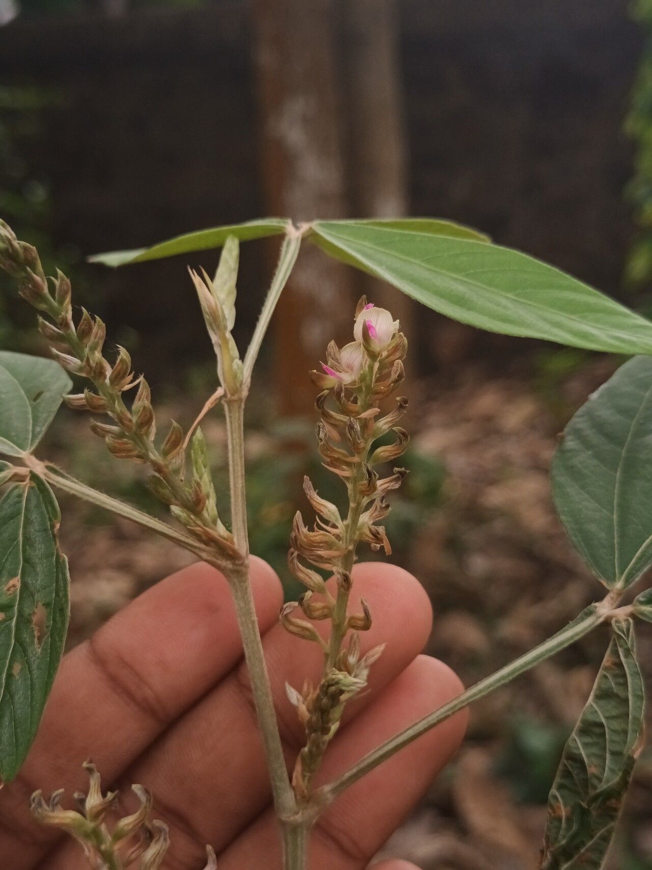 Flemingia semialata flower