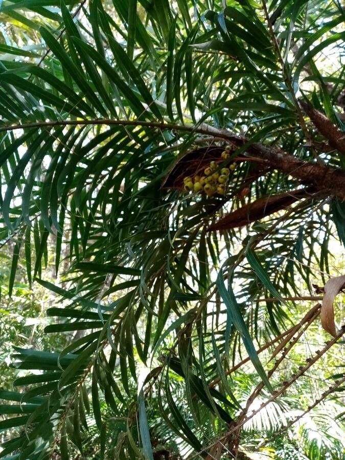 Bactris guineensis — houseplant care guide
