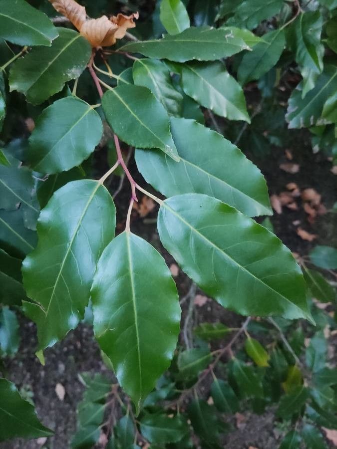 Viburnum luzonicum — search result for 'Viburnaceae'