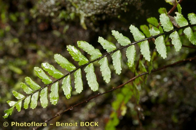 Asplenium azoricum leaf