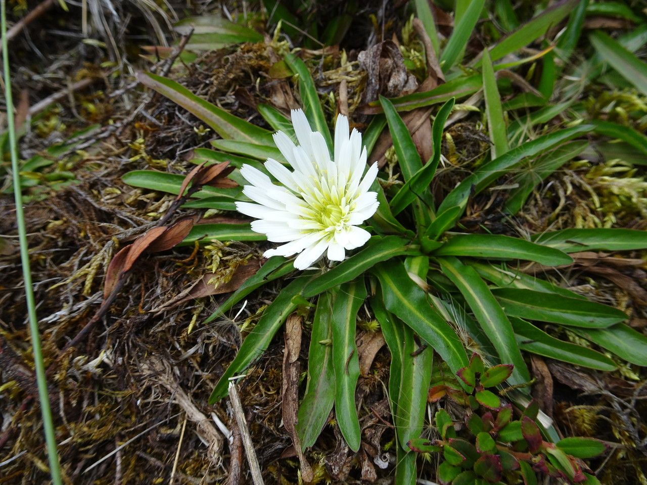 Hypochaeris taraxacoides habit