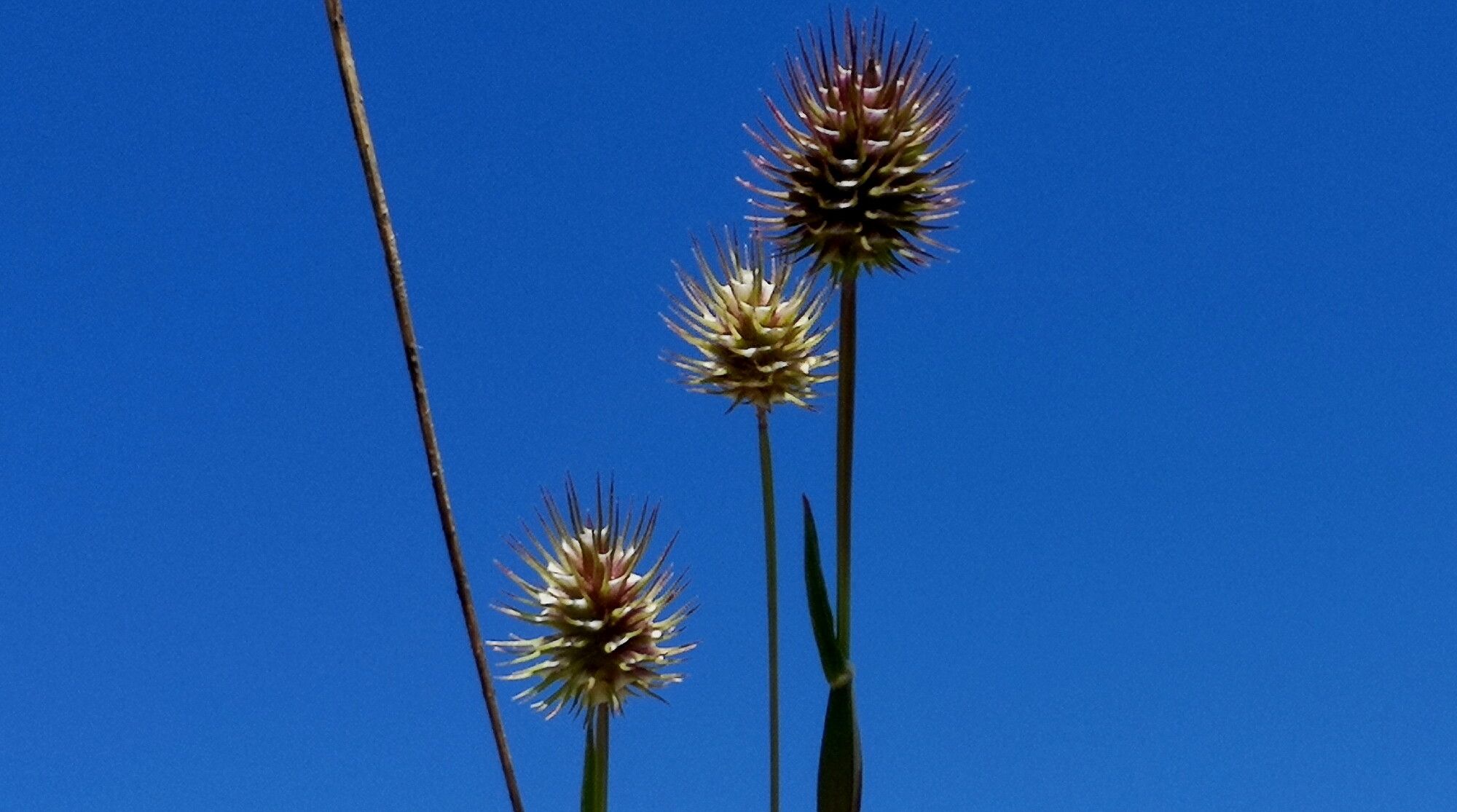 Phleum echinatum flower