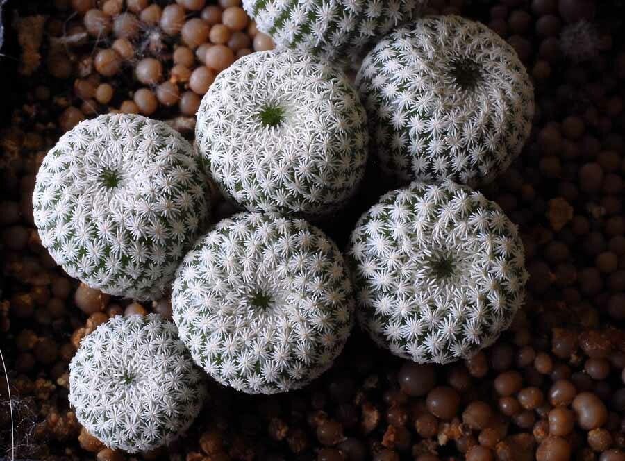 Epithelantha bokei — related species from the same genus