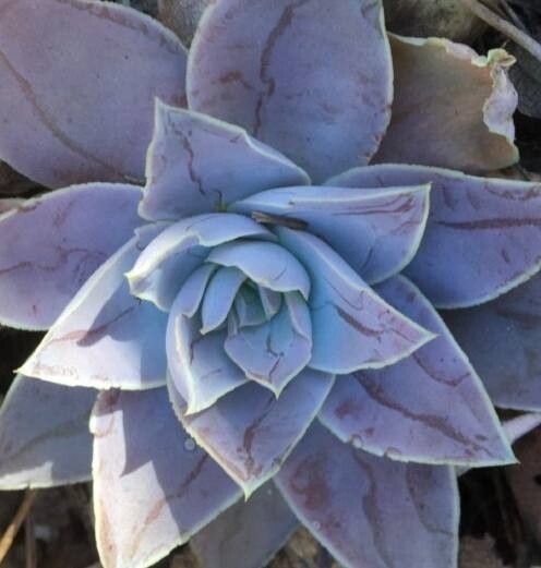 Echeveria kristenii — houseplant care guide