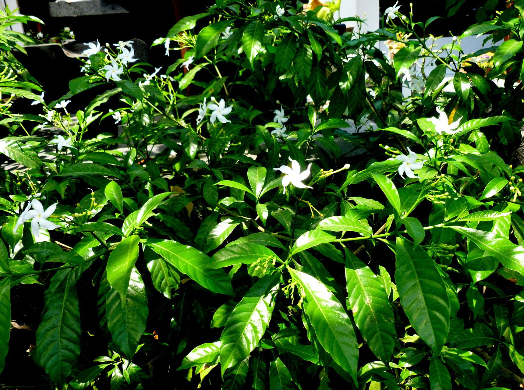 Tabernaemontana coffeoides habit