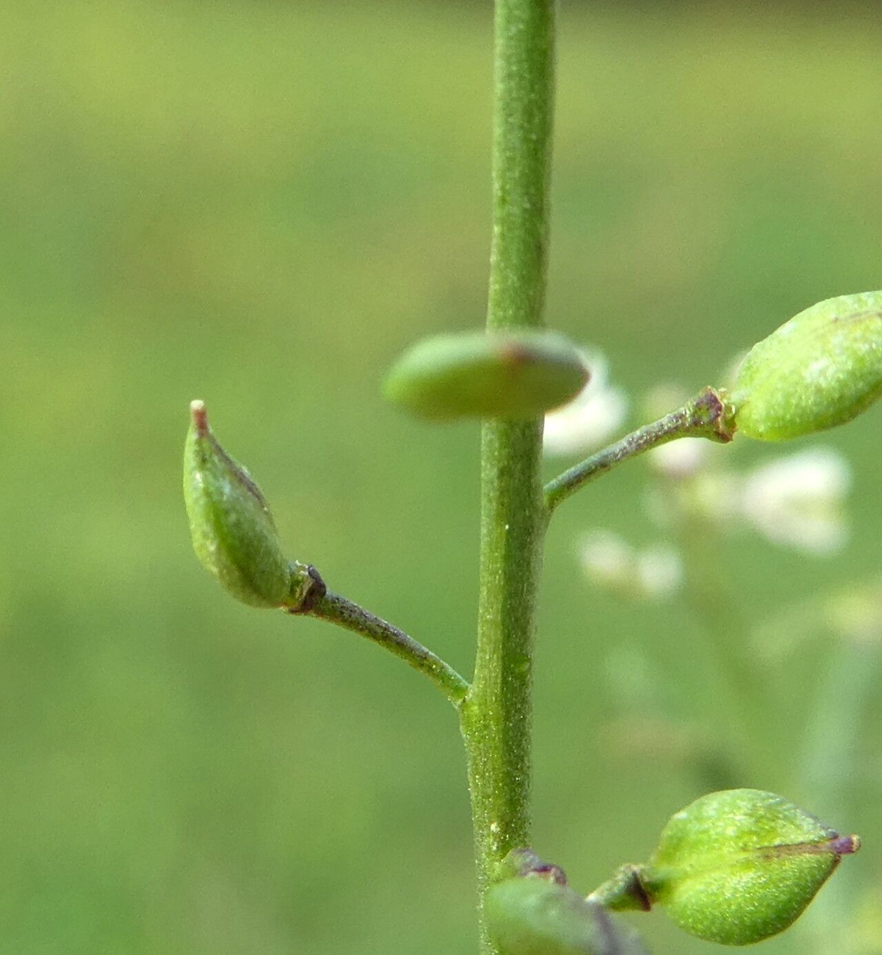 Lepidium graminifolium fruit
