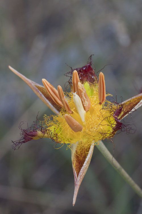 Calochortus obispoensis — houseplant care guide