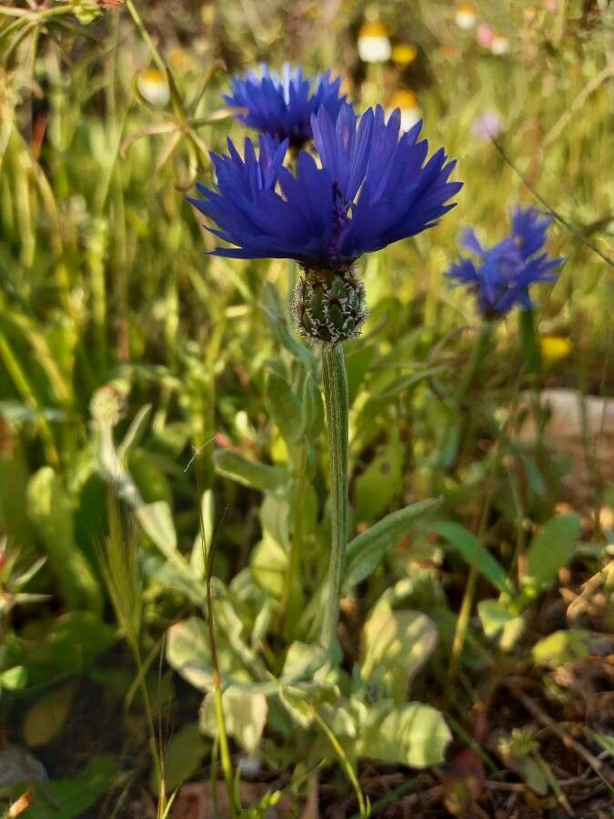 Centaurea cyanoides flower