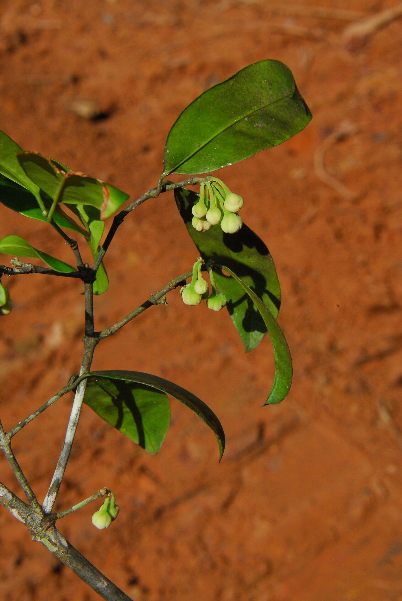 Garcinia kola habit