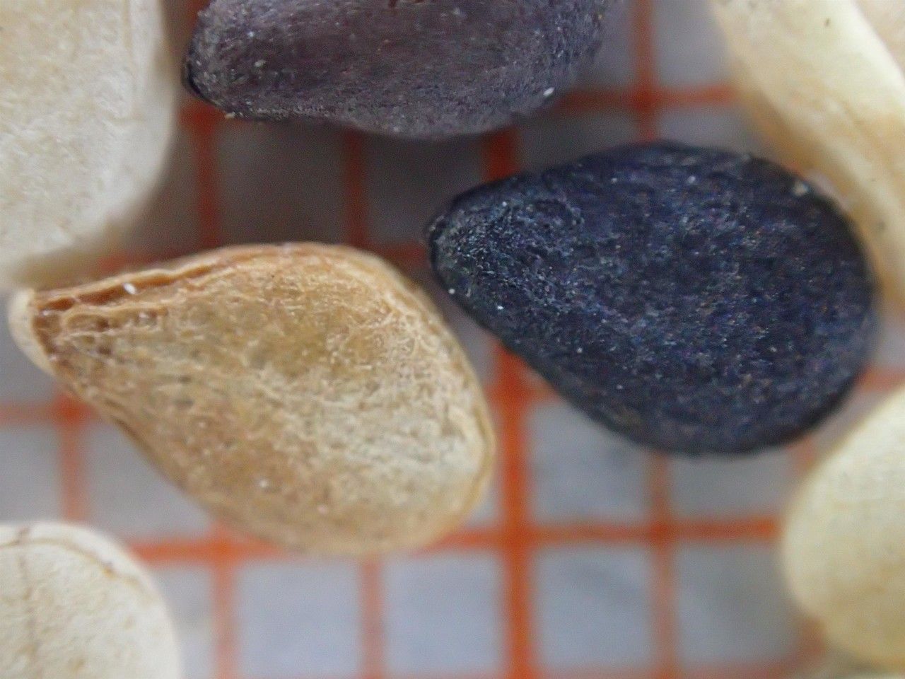 Sesamum indicum fruit