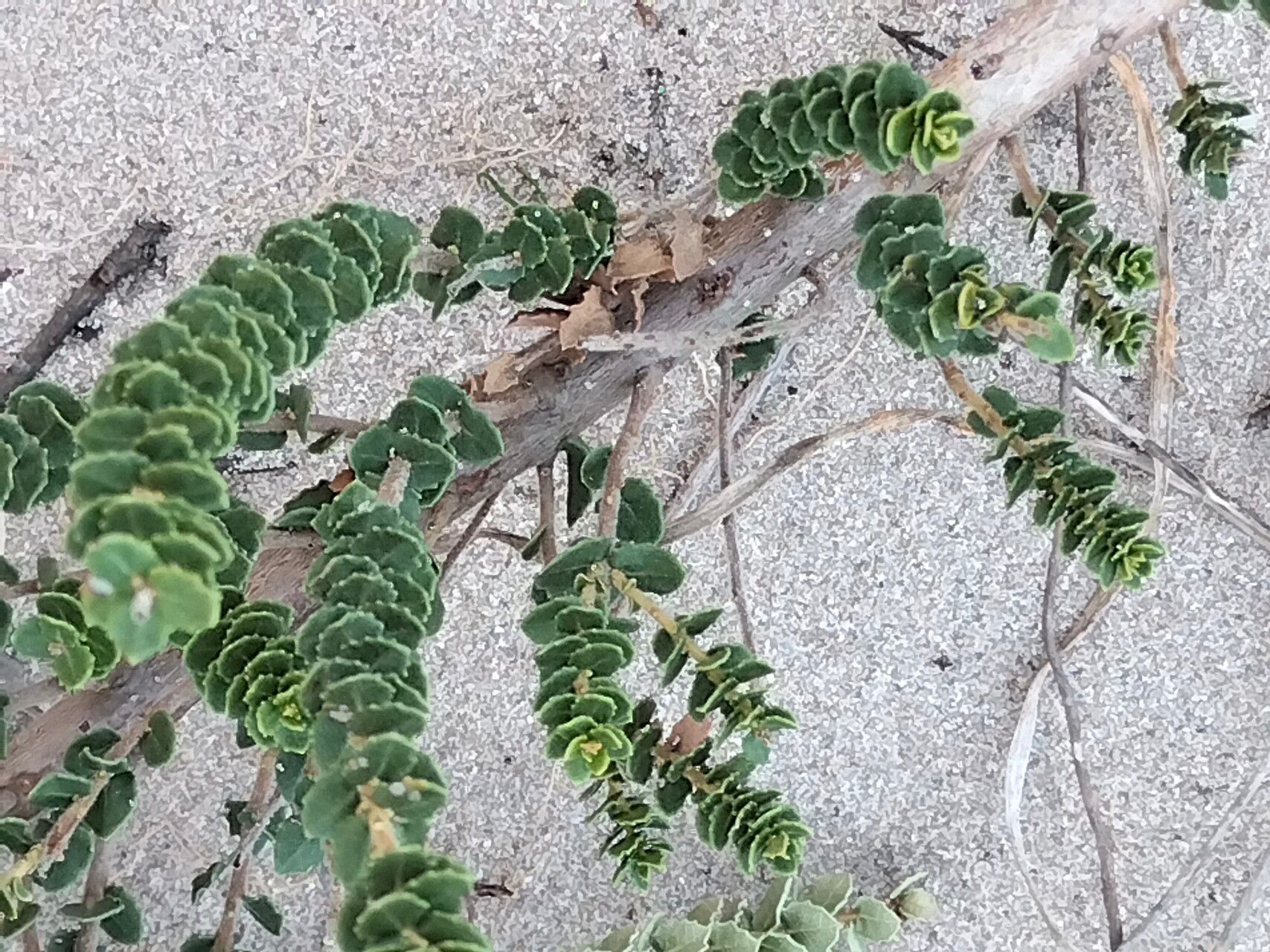 Morella cordifolia bark