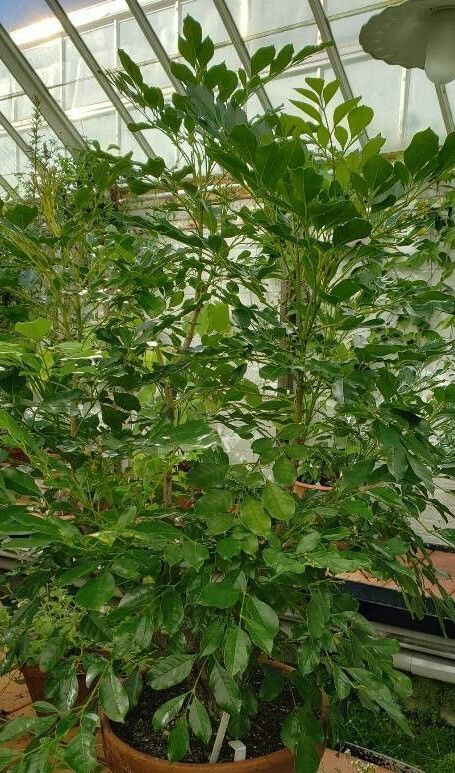 Radermachera hainanensis habit