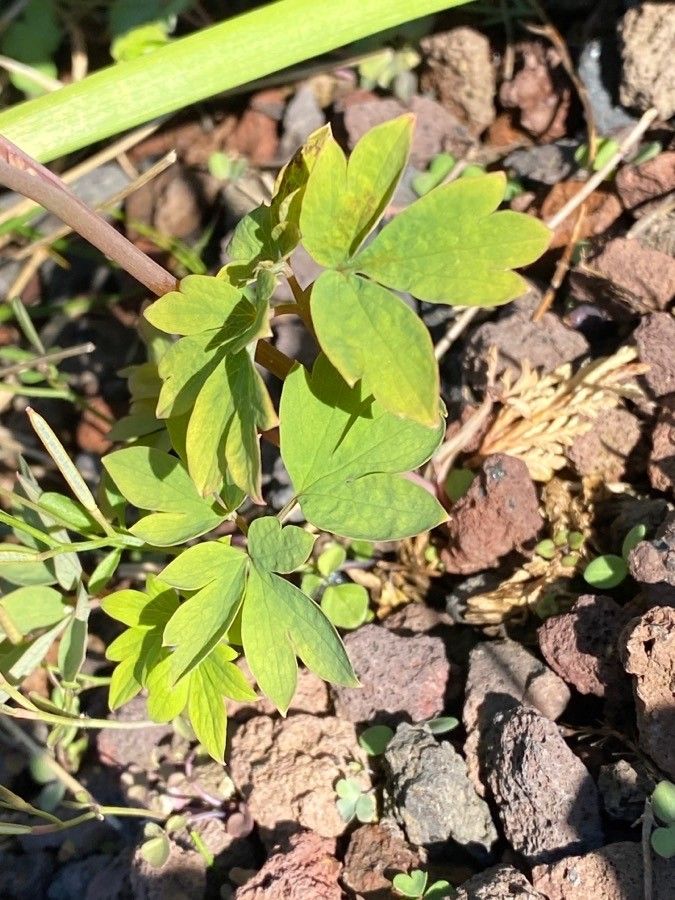 Dicentra spectabilis leaf