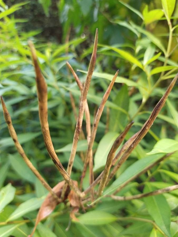 Amsonia tabernaemontana fruit