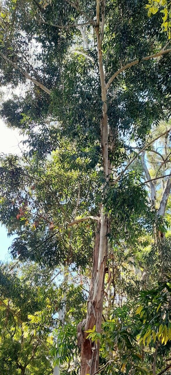 Eucalyptus pilularis habit