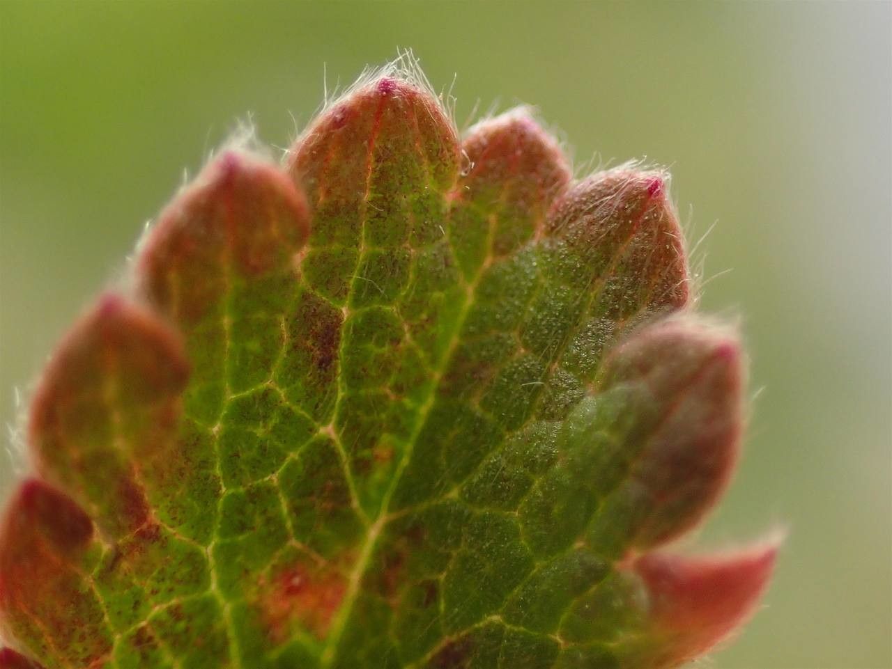 Potentilla frigida — search result for 'Potentilla'