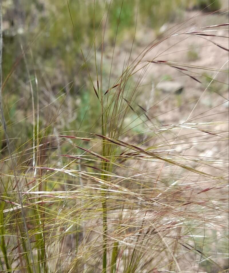 Nassella neesiana fruit
