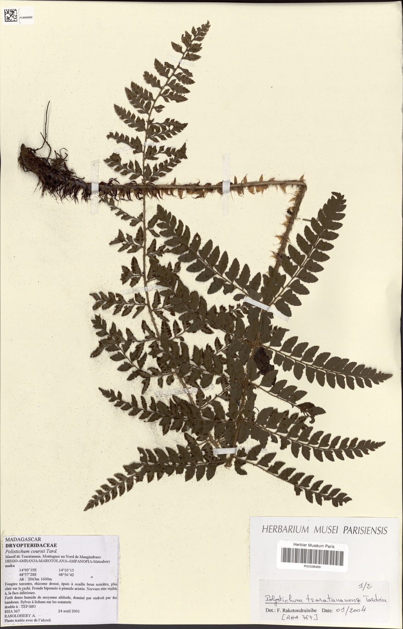 Polystichum tsaratananense other