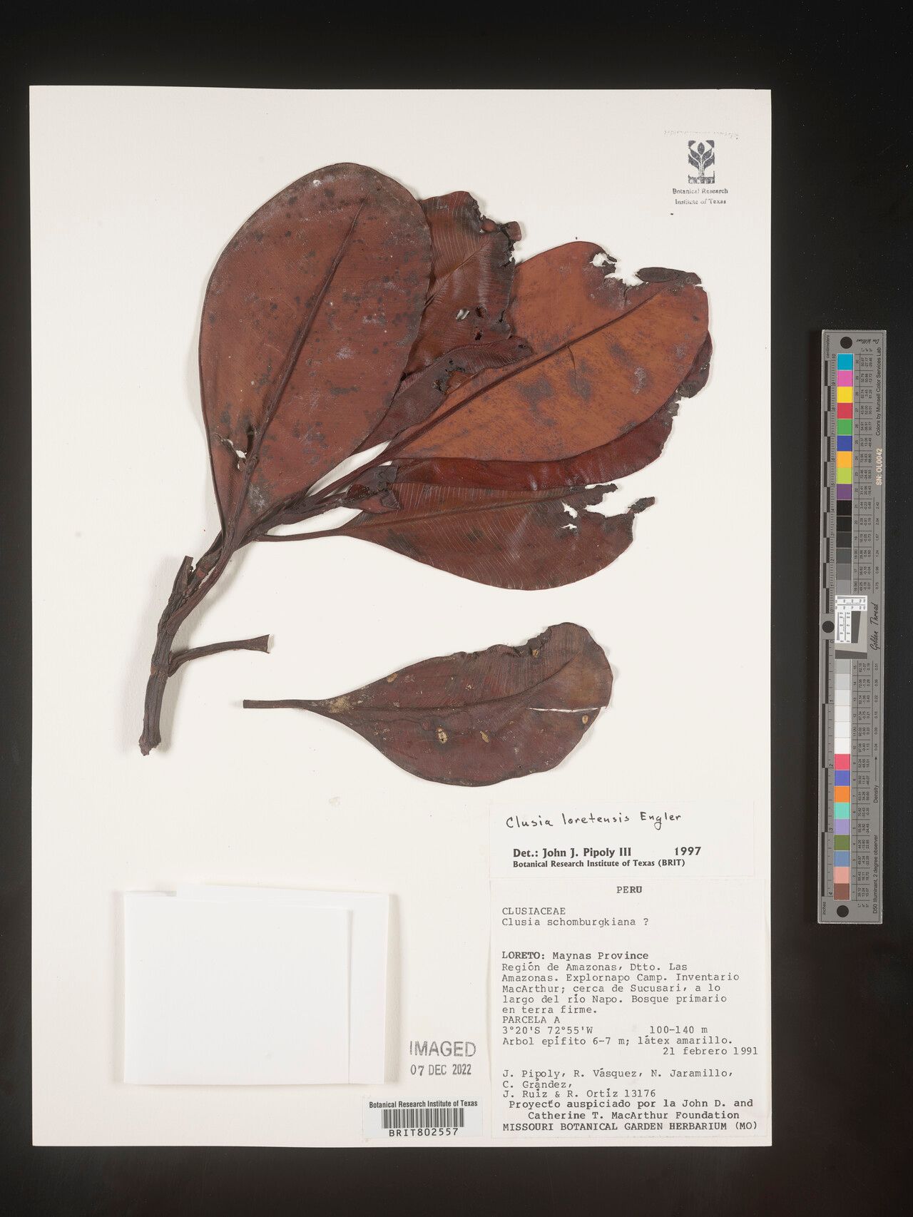 Clusia loretensis leaf